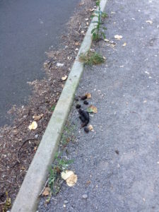 dog excrement left in the parking lot